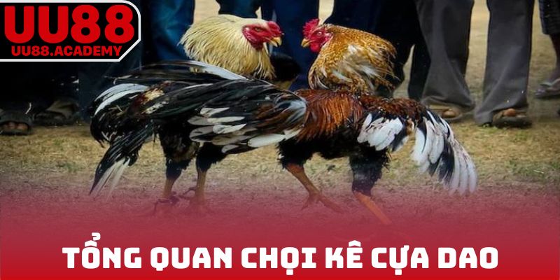 Tổng quan đá gà cựa dao