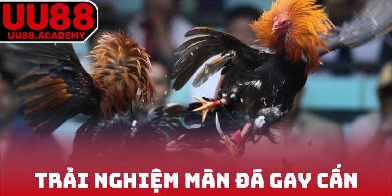 Trải nghiệm màn đá gay cấn